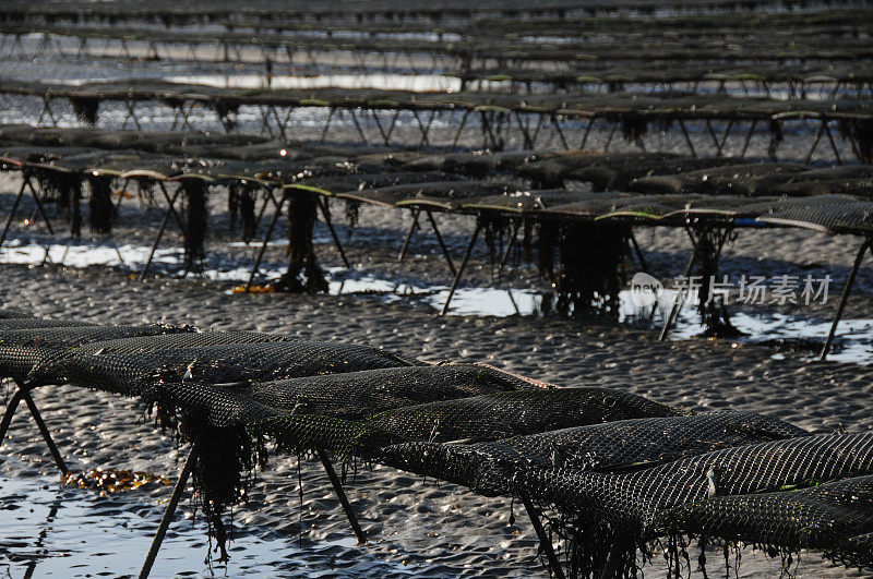 Oysterbeds, GB。